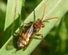 Nomada (flava-panzeri)
